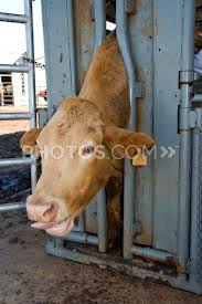 Name:  amhd.cow.jpg
Views: 73
Size:  9.0 KB