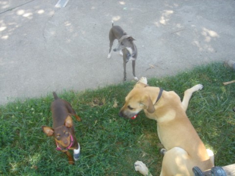 Name:  dogs.jpg
Views: 122
Size:  43.3 KB