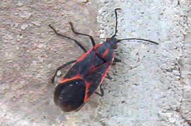Name:  amhd.Box Elder Beetles.jpg
Views: 5074
Size:  16.5 KB
