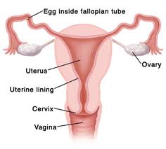 Name:  aaaa.uterus.jpg
Views: 60
Size:  6.7 KB