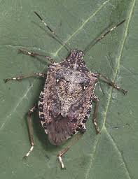Name:  abb.stink bug.jpg
Views: 122
Size:  7.6 KB