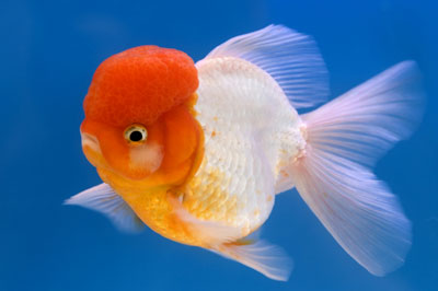 Name:  oranda.jpg
Views: 5150
Size:  17.4 KB