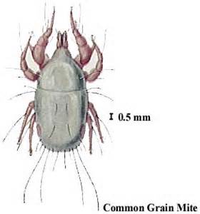 Name:  grain mite.jpg
Views: 9169
Size:  9.3 KB