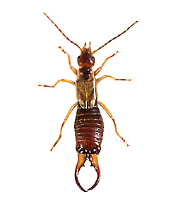 Name:  earwig01pmag.jpg
Views: 4049
Size:  22.0 KB