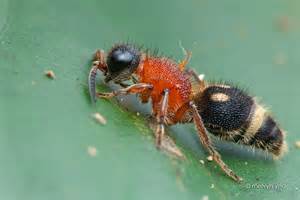 Name:  velvet ant.jpg
Views: 1111
Size:  7.0 KB