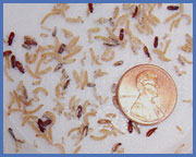 Name:  flour_beetles.jpg
Views: 4657
Size:  11.1 KB