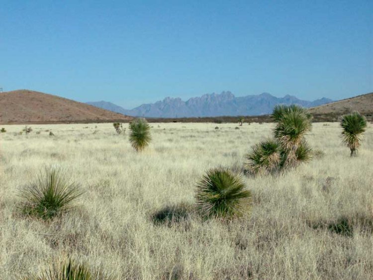 Name:  GrasslandOrganDistance.jpg
Views: 16
Size:  79.5 KB