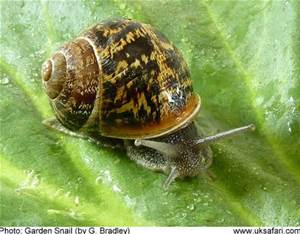 Name:  garden snail.jpg
Views: 355
Size:  15.9 KB