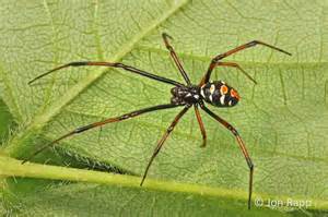 Name:  noethern widow.jpg
Views: 319
Size:  12.9 KB