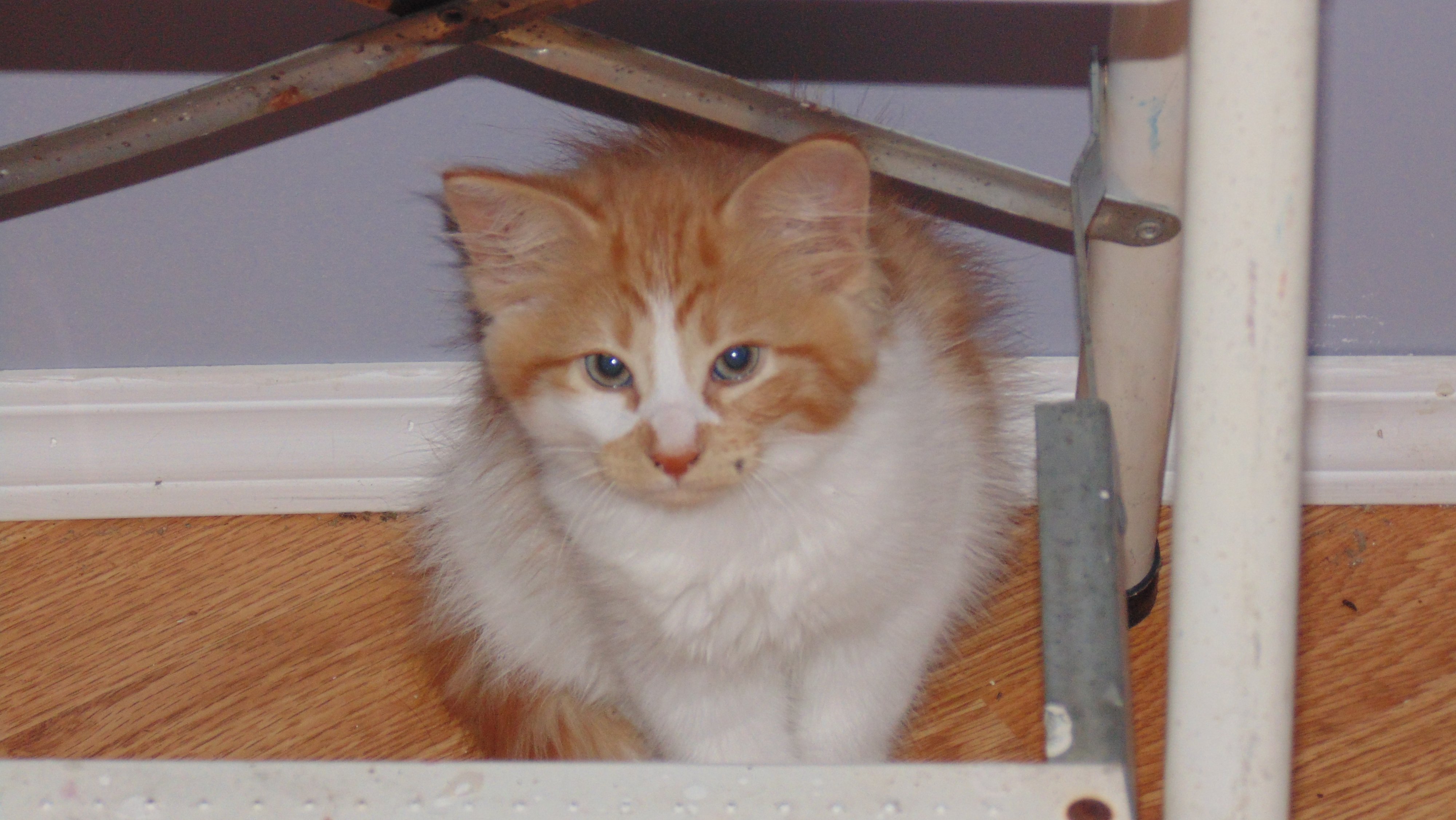 Name:  Kakashi kitten 027.jpg
Views: 191
Size:  982.0 KB