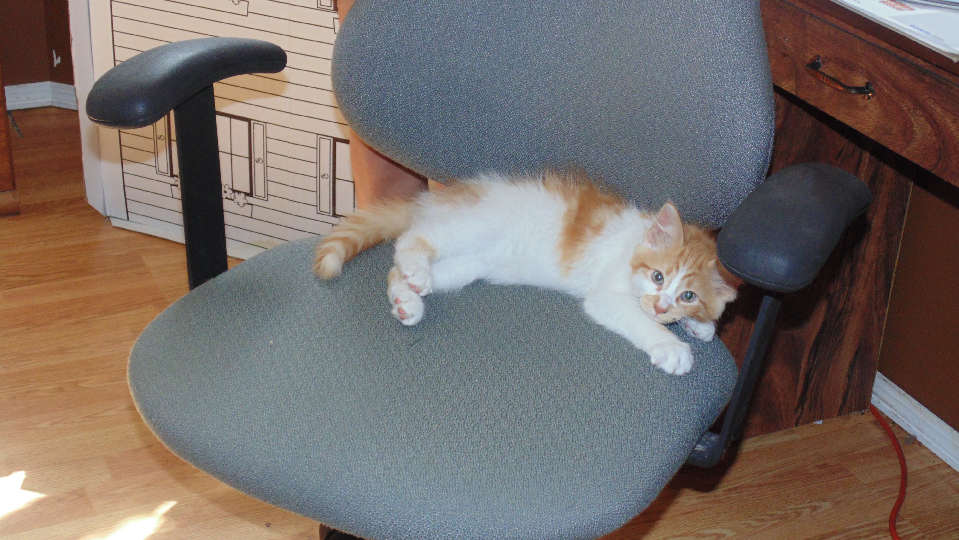 Name:  Kakashi kitten 030.jpg
Views: 161
Size:  1.37 MB
