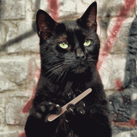 Name:  cat-filing-nails.gif
Views: 17
Size:  134.1 KB