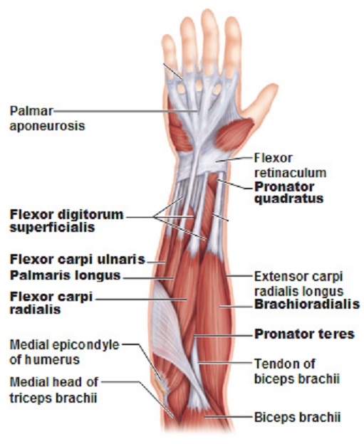 Name:  labeled_muscles_of_the_lower_arm_2.jpg
Views: 20993
Size:  103.6 KB