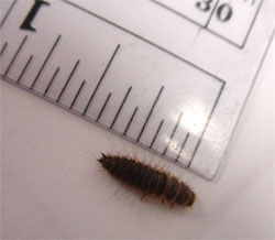 Name:  larder larvae.jpg
Views: 1960
Size:  9.6 KB