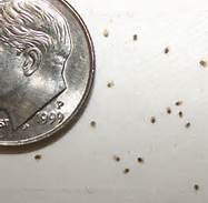 Name:  bird mites.jpg
Views: 1387
Size:  5.4 KB