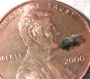 Name:  small dung fly.jpg
Views: 430
Size:  14.7 KB