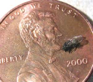 Name:  small dung fly.jpg
Views: 545
Size:  14.7 KB