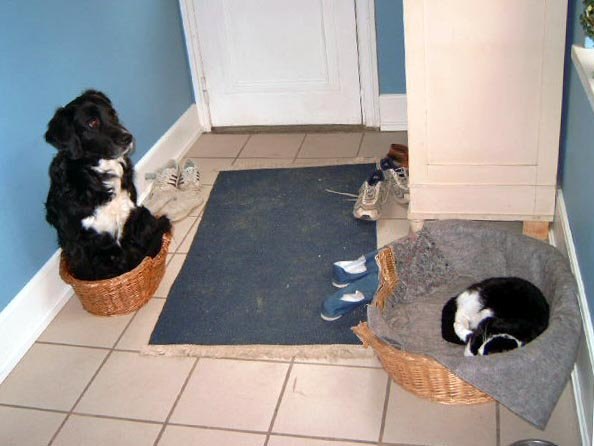 Name:  Top Dog.jpg
Views: 26
Size:  44.6 KB