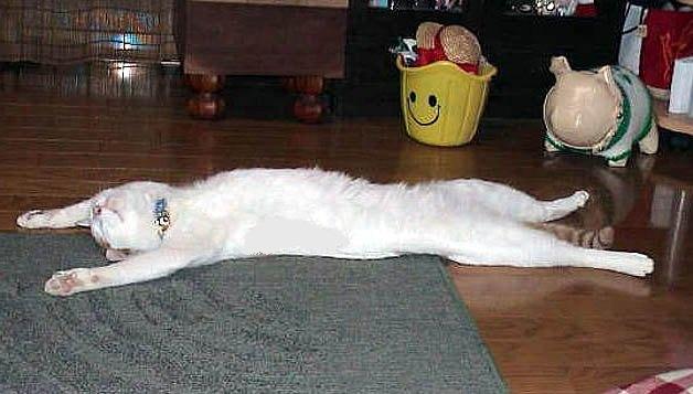 Name:  stretching out for a nap.jpg
Views: 20
Size:  39.5 KB