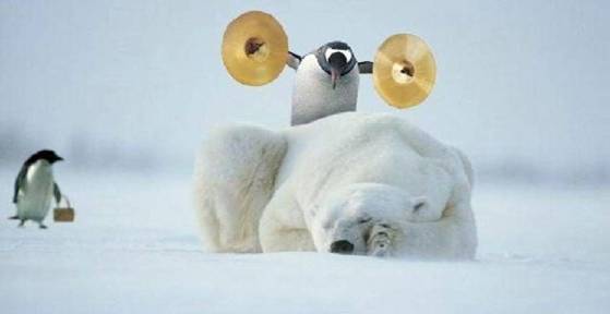 Name:  polar bear wake up call.jpg
Views: 28
Size:  10.6 KB