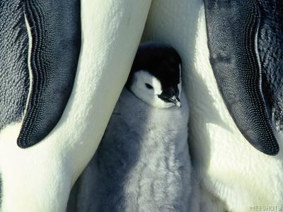Name:  penguins.jpg
Views: 25
Size:  22.9 KB