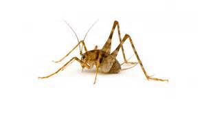 Name:  camel cricket.jpg
Views: 438
Size:  3.9 KB