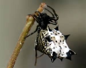 Name:  micrathena spider.jpg
Views: 202
Size:  8.2 KB