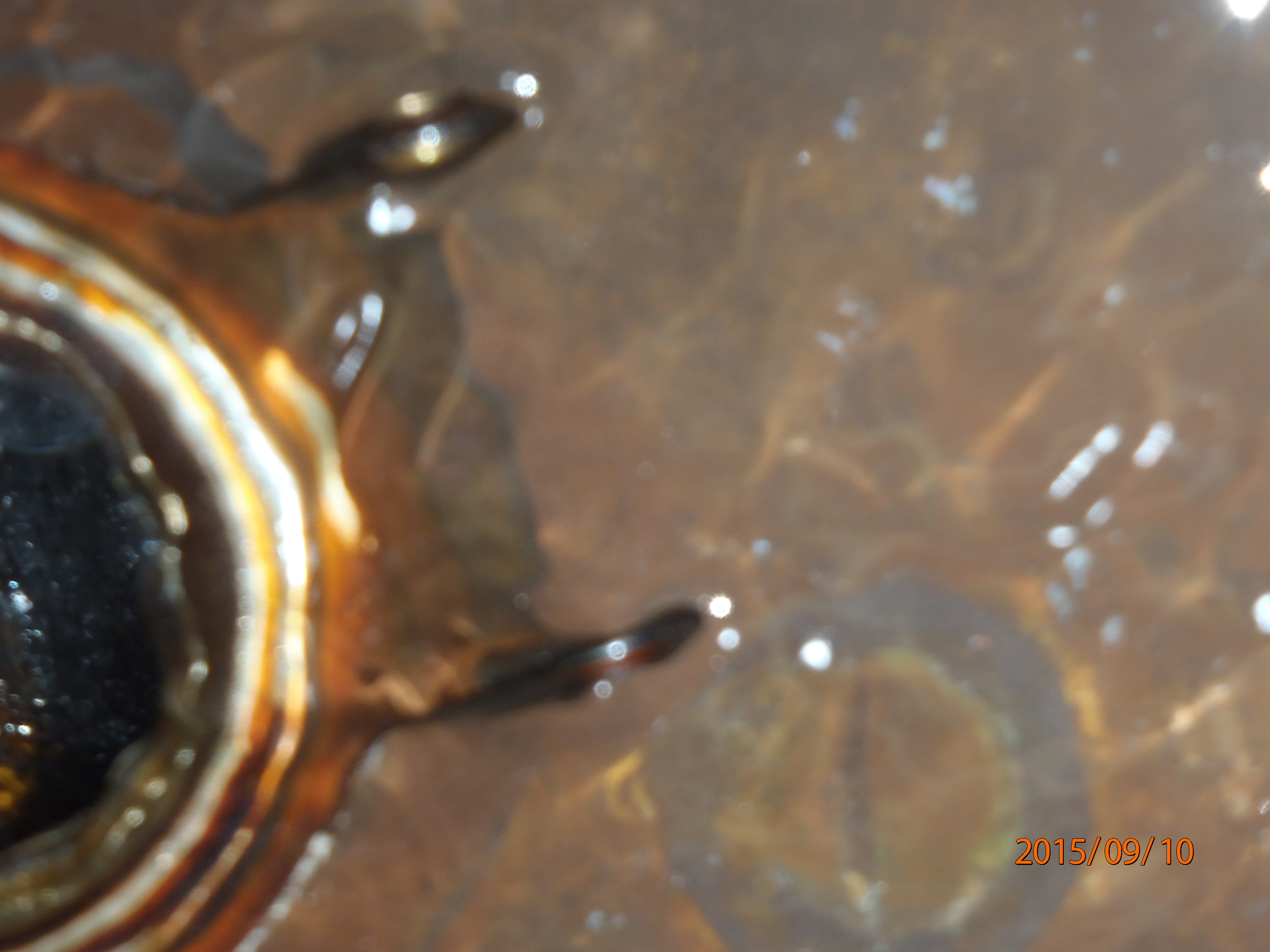 Name:  P9100556.JPG
Views: 156
Size:  1.72 MB