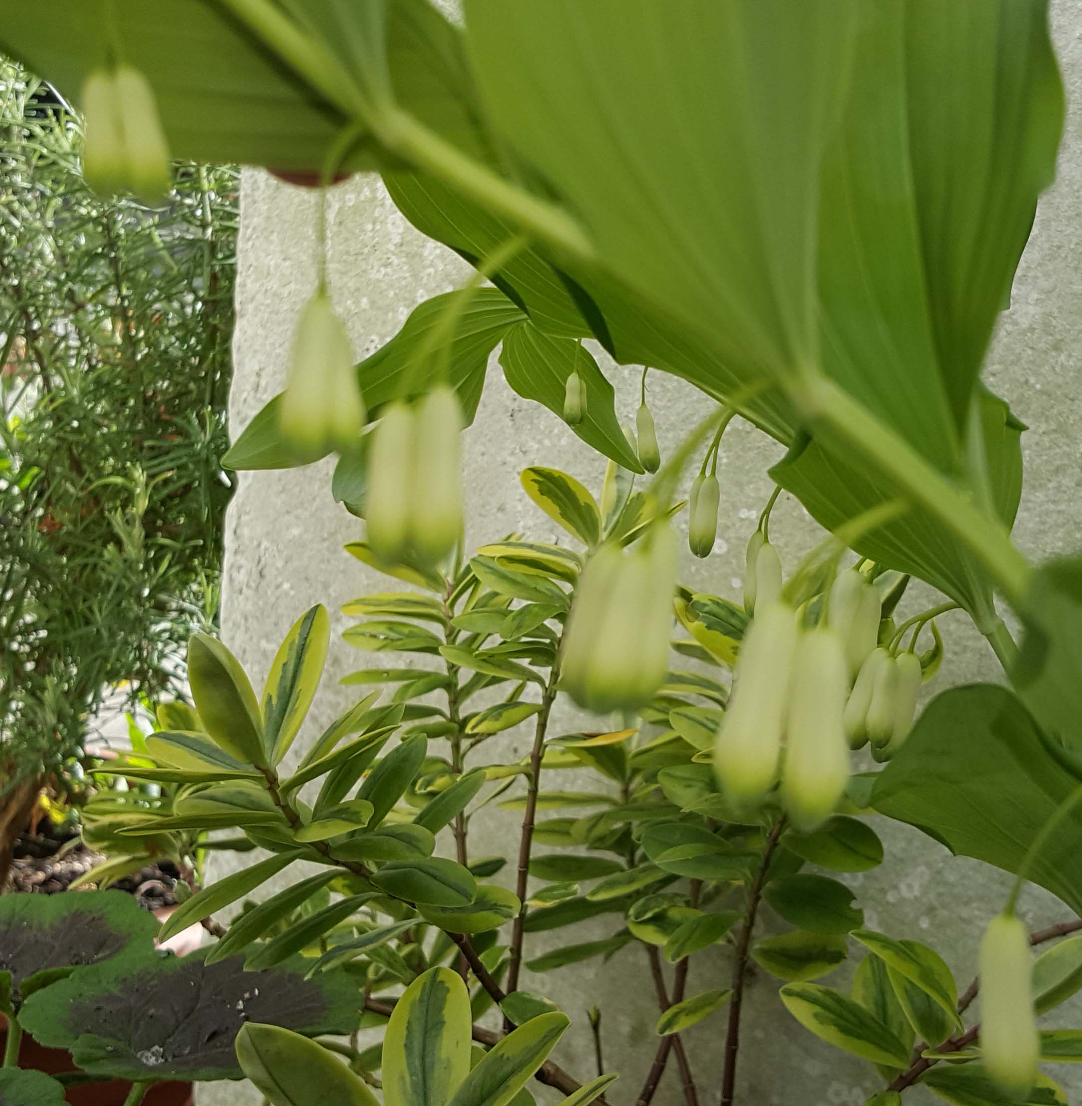 Name:  20160518_172409.jpg
Views: 489
Size:  321.3 KB