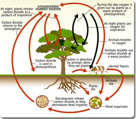 Name:  carbon cycle.gif
Views: 14
Size:  43.1 KB