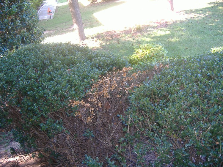 Name:  dead bush.JPG
Views: 3804
Size:  189.3 KB