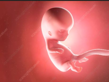 Name:  10 week fetus.JPG
Views: 20
Size:  21.0 KB