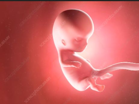 Name: 10 week fetus.JPG
Views: 43
Size: 21.0 KB