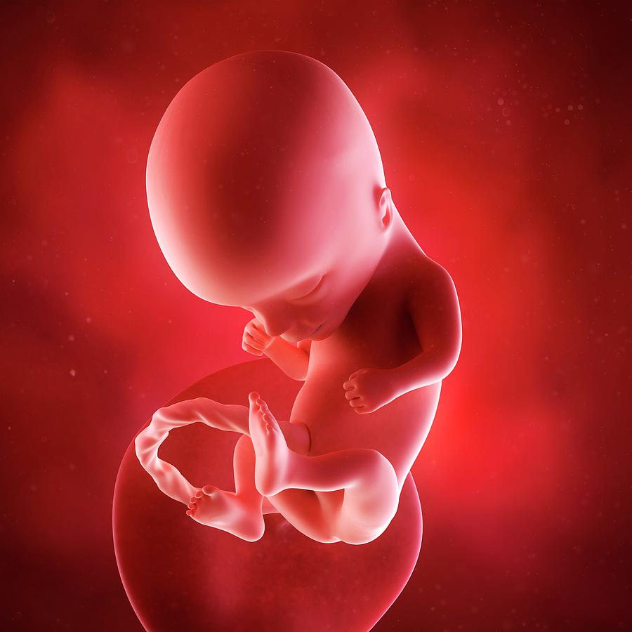 Name:  14 week fetus.jpg
Views: 18
Size:  105.4 KB