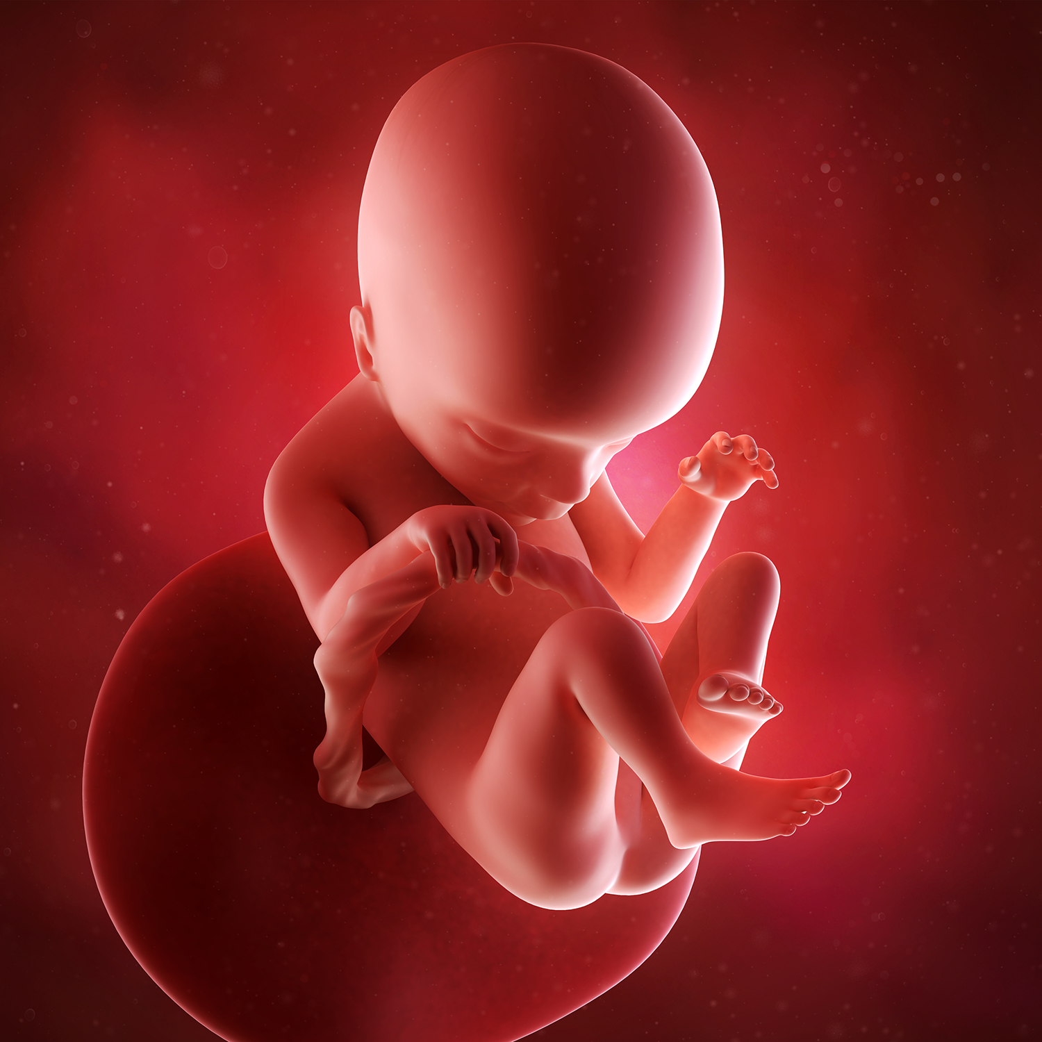 Name:  fetus22.jpg
Views: 23
Size:  837.2 KB