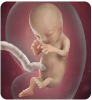 Name:  fetus 12.jpg
Views: 29
Size:  9.4 KB