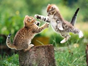 Name:  kittie's in flight.jpg
Views: 18
Size:  12.2 KB