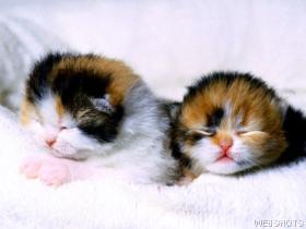 Name:  Tommy and Tia, Scottish Fold Kittens.jpg
Views: 17
Size:  8.3 KB