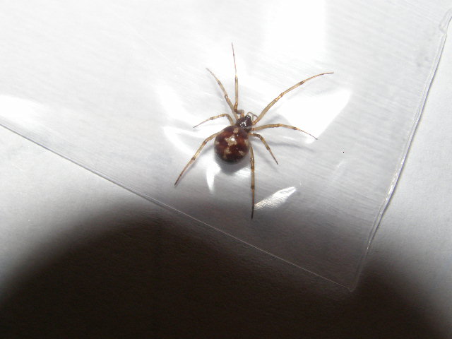 Name:  spiders 003.jpg
Views: 24187
Size:  53.7 KB