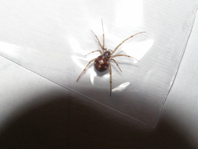 Name:  spiders 003.jpg
Views: 24219
Size:  53.7 KB