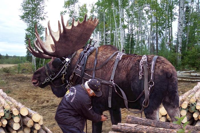 Name:  Alaskan Clydsedale.JPG
Views: 14139
Size:  103.2 KB