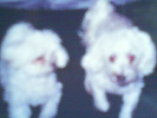 Name:  Kara and Flakey.jpg
Views: 162
Size:  14.4 KB