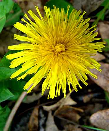 Name:  DandelionFlower.jpg
Views: 2869
Size:  37.5 KB