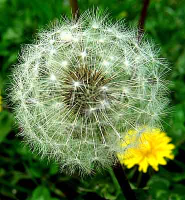 Name:  DandelionSeedhead.jpg
Views: 819
Size:  44.5 KB