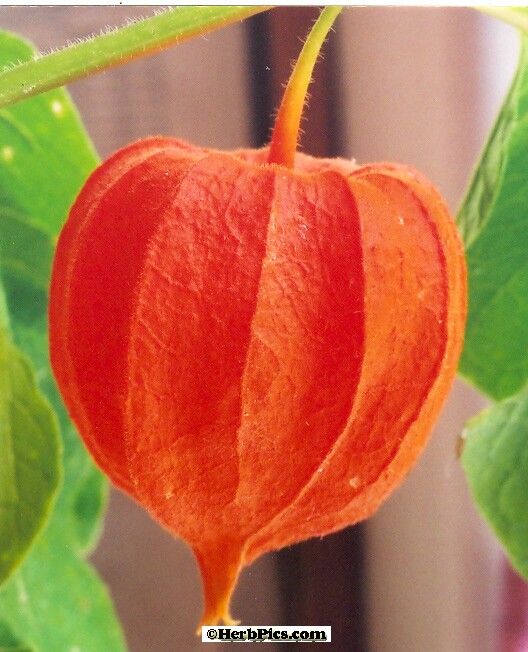 Name:  chinese-lantern-pod-small.jpg
Views: 32013
Size:  91.7 KB