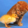 Name:  kitty petting duck.gif
Views: 30
Size:  17.0 KB