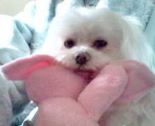 Name:  babyallheartwithpinkbunny.jpg
Views: 84
Size:  19.5 KB