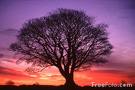 Name:  tree.jpg
Views: 133
Size:  3.3 KB