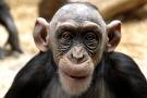 Name:  monkeys.jpg
Views: 37
Size:  3.2 KB