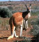 Name:  kanga.jpg
Views: 37
Size:  5.5 KB